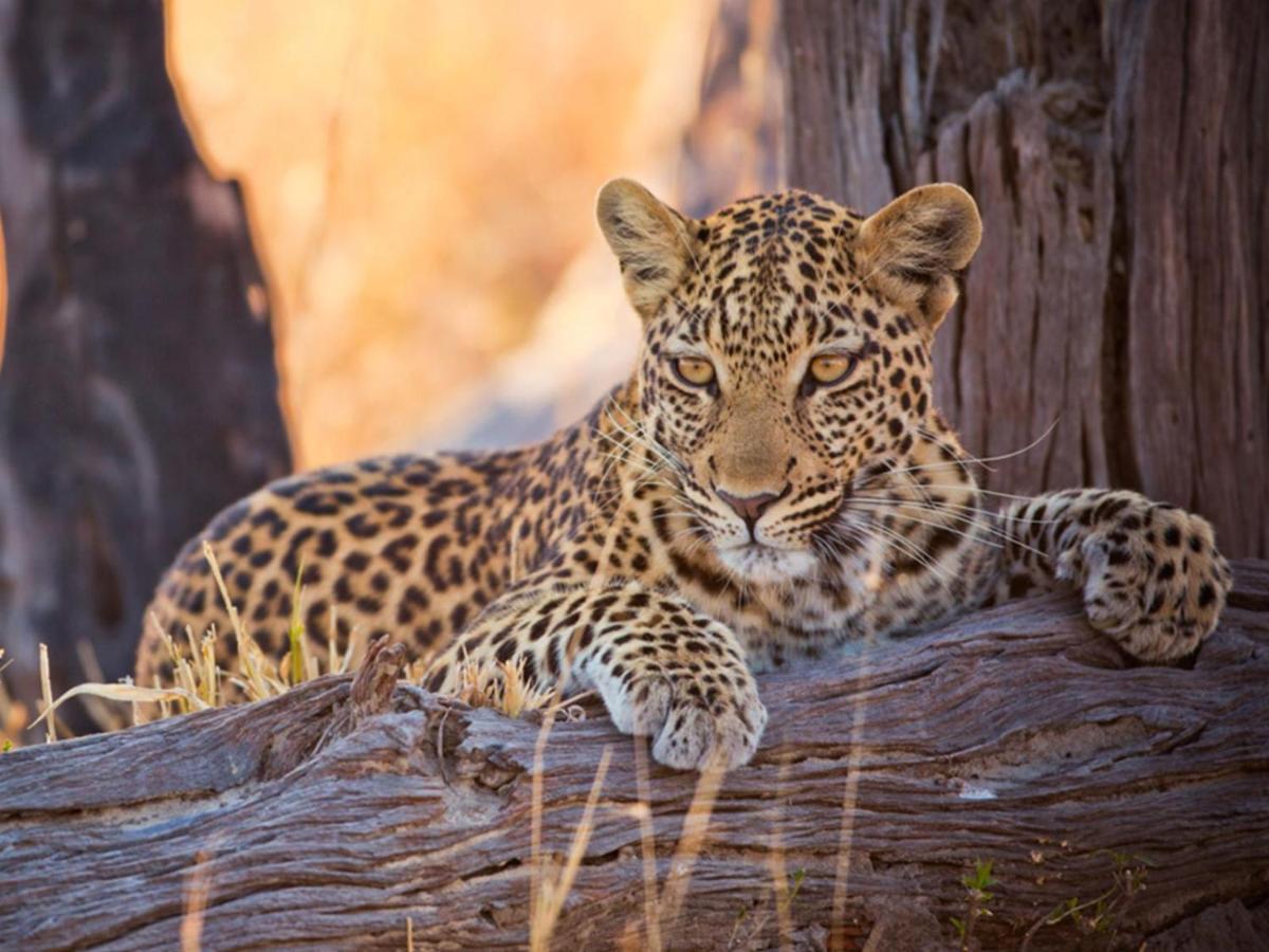 Imagine Africa Luxury Tented Camp Naturschutzgebiet Balule Exterior foto