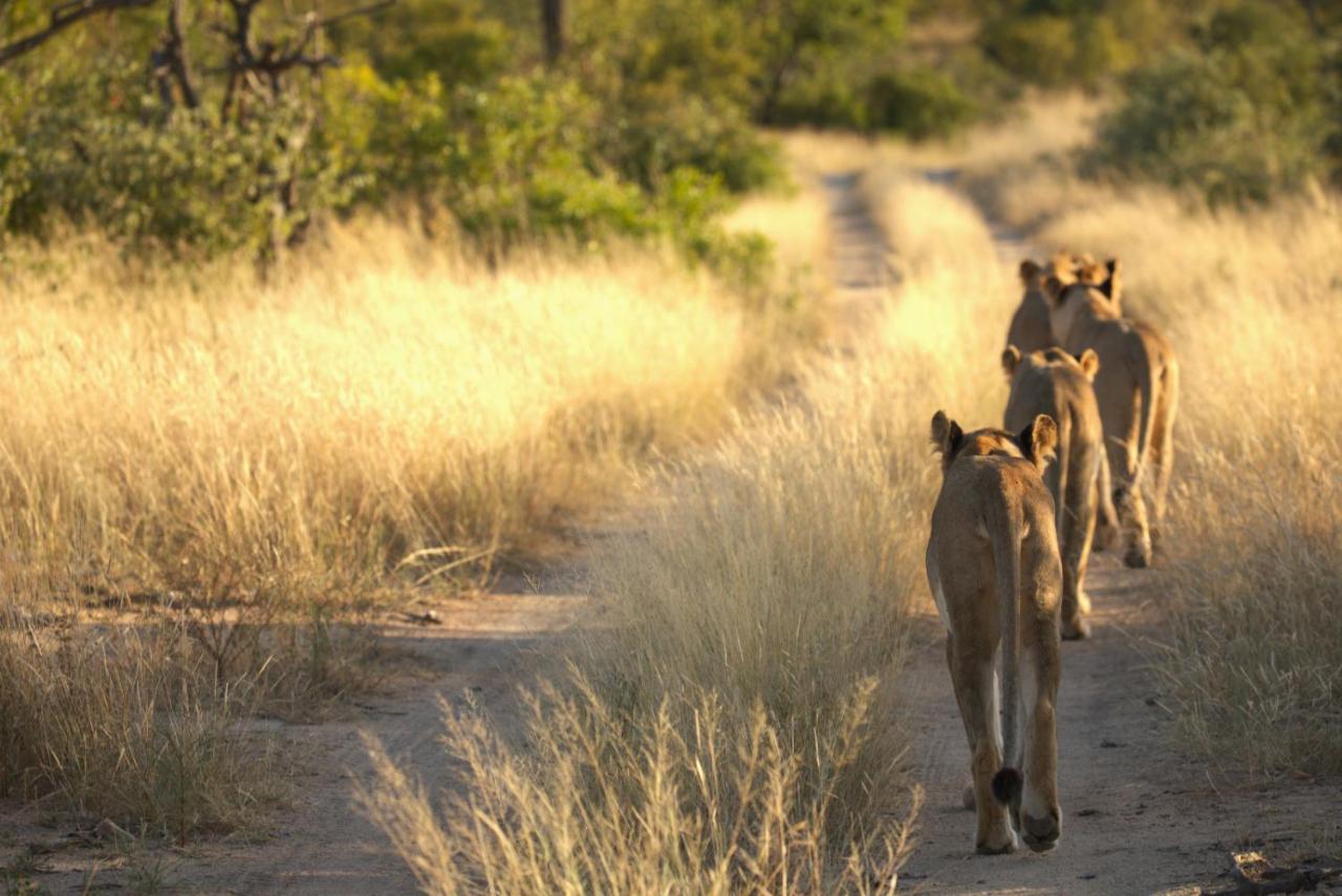 Imagine Africa Luxury Tented Camp Naturschutzgebiet Balule Exterior foto