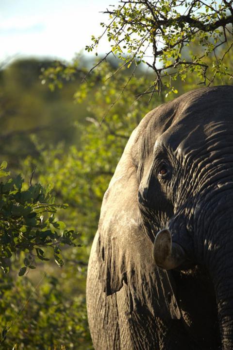 Imagine Africa Luxury Tented Camp Naturschutzgebiet Balule Exterior foto