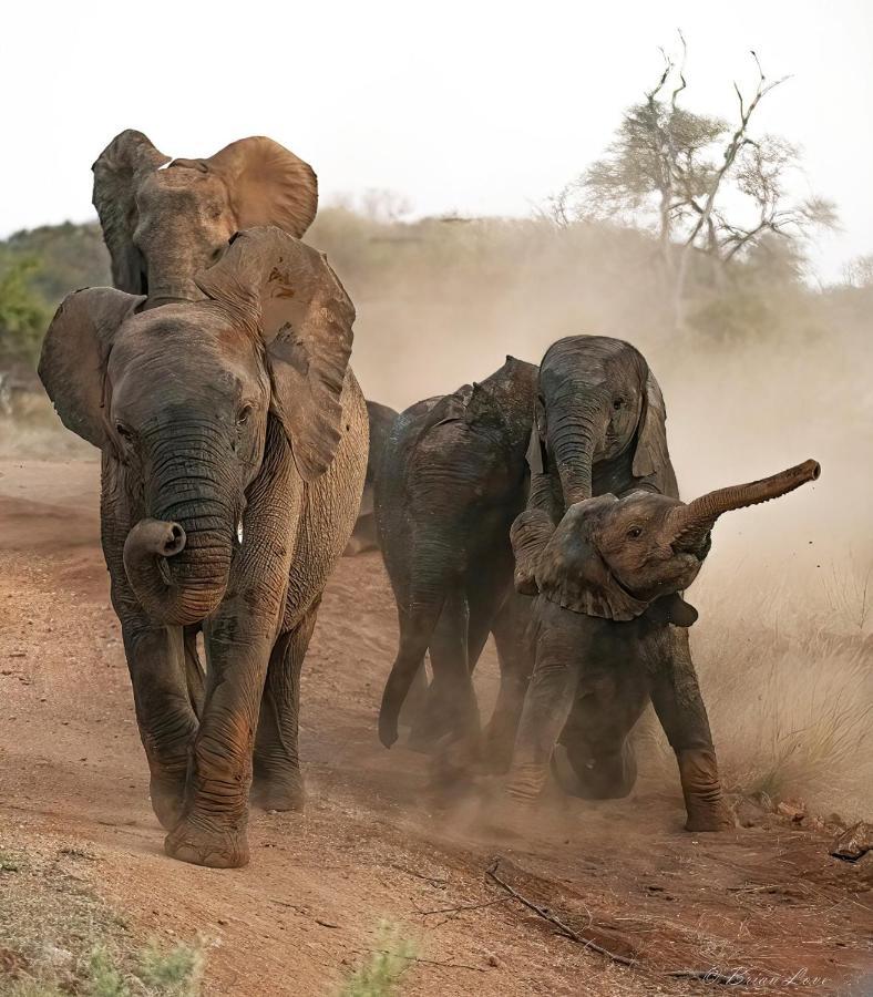 Imagine Africa Luxury Tented Camp Naturschutzgebiet Balule Exterior foto